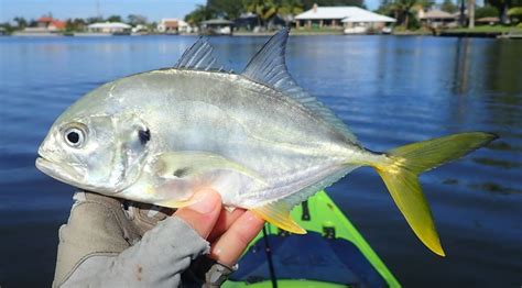 Crevalle jack .